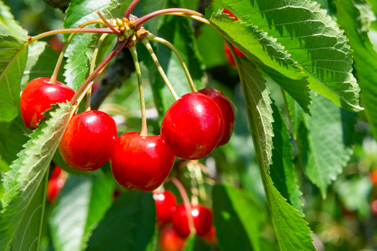 せいちゃんの高砂(たかさご)(さくらんぼ)