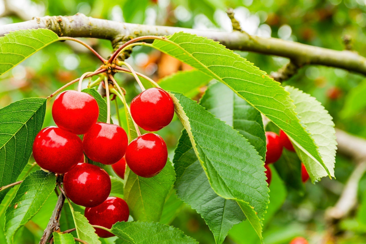 紅きらり(福島県産さくらんぼ)