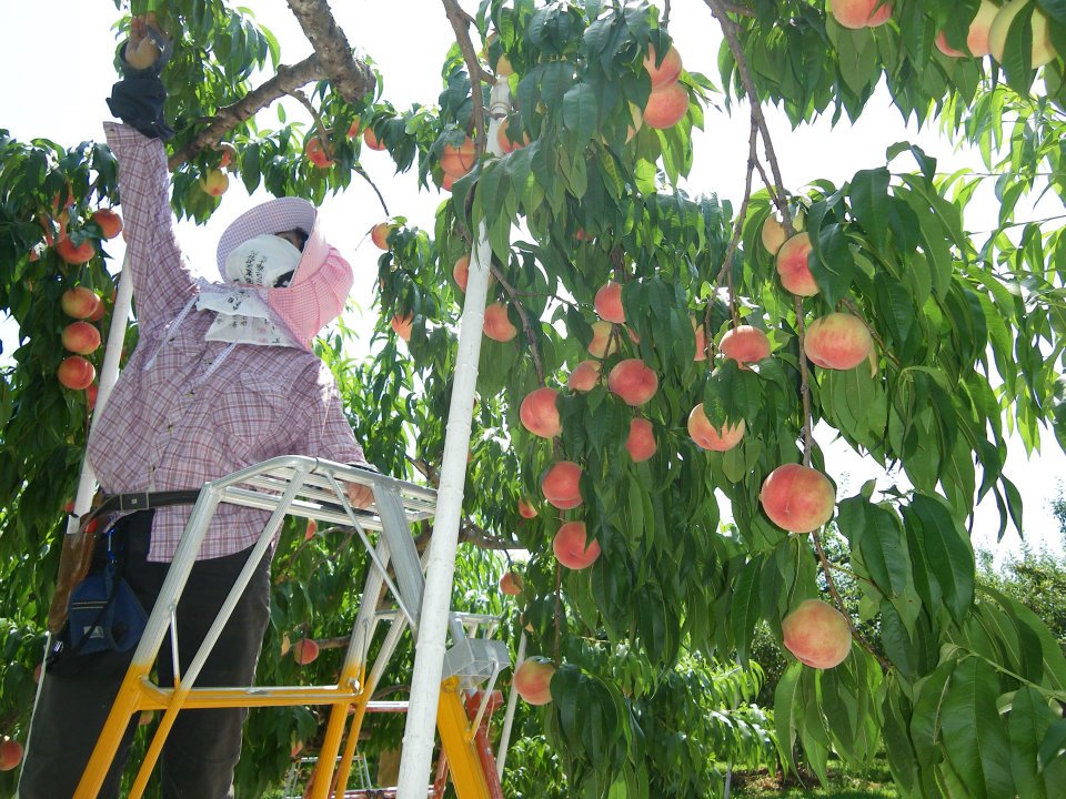 ゆうくんのさくら白桃(桃)