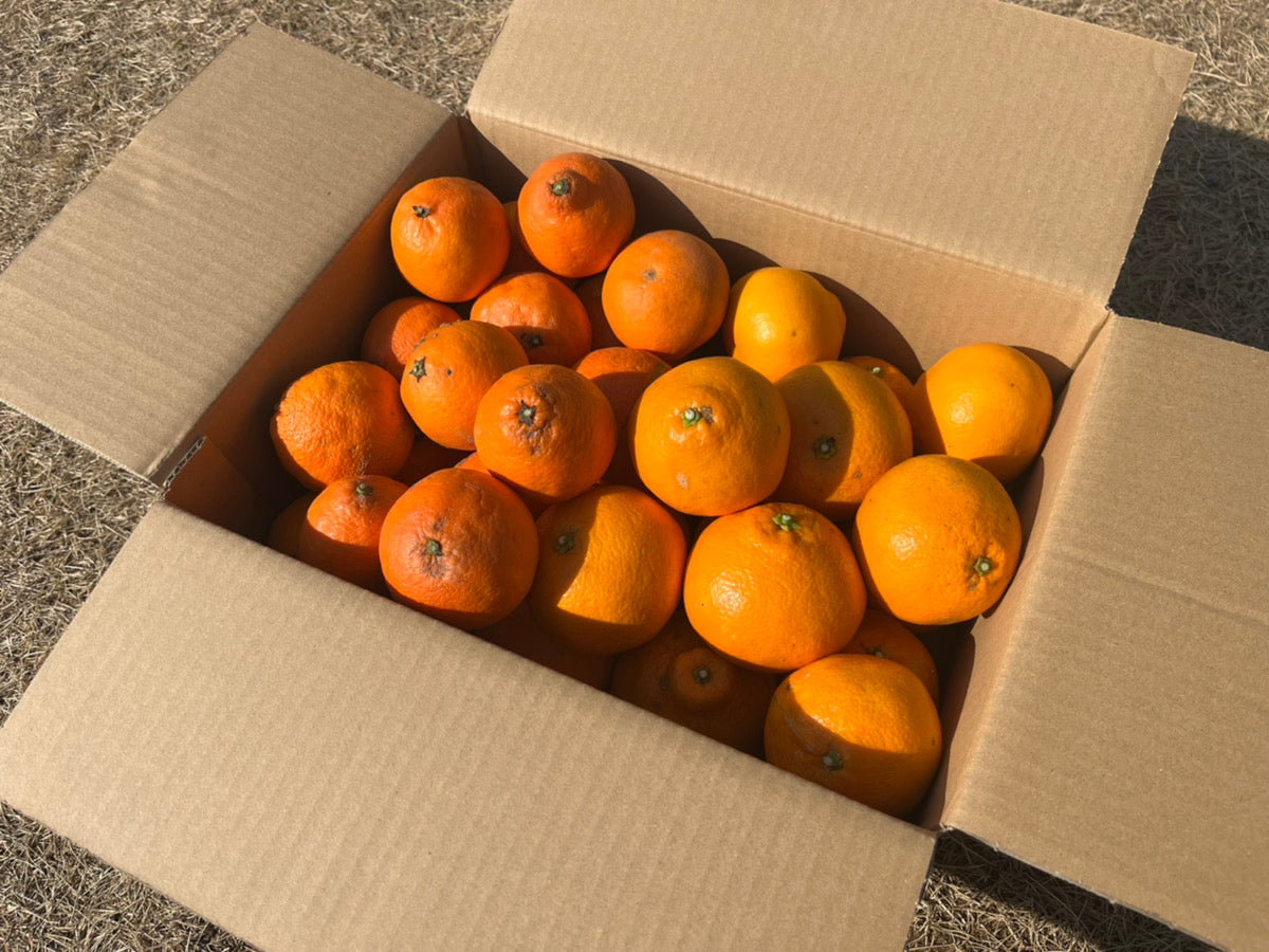 大崎上島の伊予柑とプリンス清見