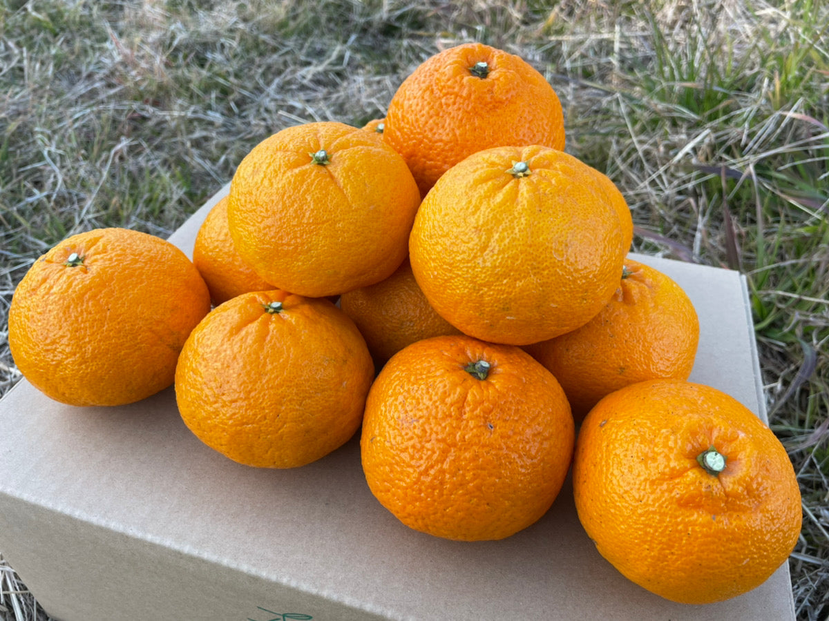 不知火みかんの旬な時期は？糖度や甘さはどのくらい？品種の特徴も紹介
