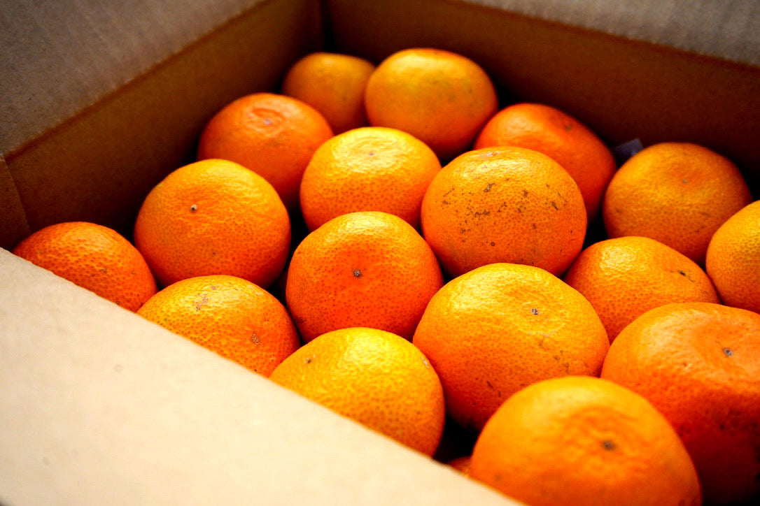 宮川早生みかんの通販・お取り寄せ・産地直送