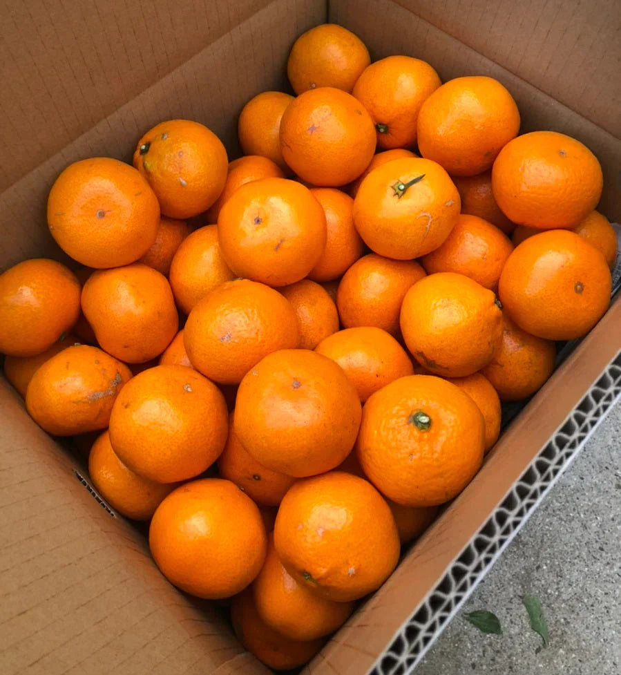 久能みかんの通販・お取り寄せ・産地直送