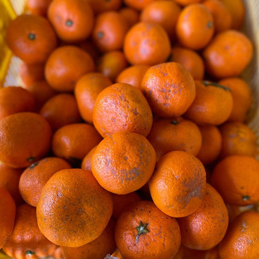 【訳あり】青島みかん（瀬戸内安芸津産）