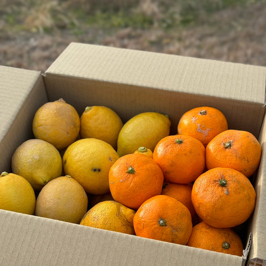 訳ありレモン＆みかんセット（瀬戸内安芸津産）