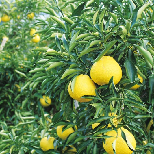 松浦さんのはるか（瀬戸内安芸津産）※3月上旬頃〜配送開始予定