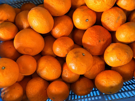 【訳あり】カラマンダリン（愛媛県中島産）