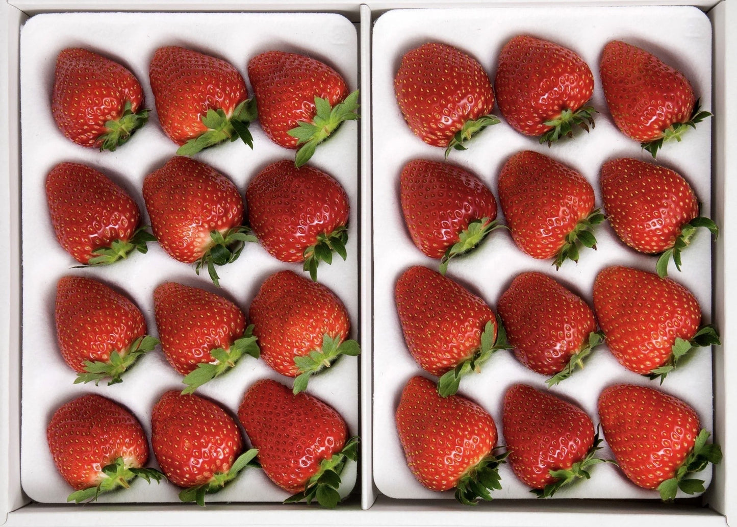 【贈答用】小川さんの紅ほっぺ【年内発送・家庭用】小川さんの章姫（あきひめ）※11月20日頃から配送開始