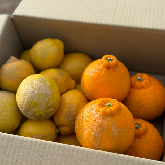 訳ありレモン＆旬の柑橘セット（瀬戸内安芸津産）