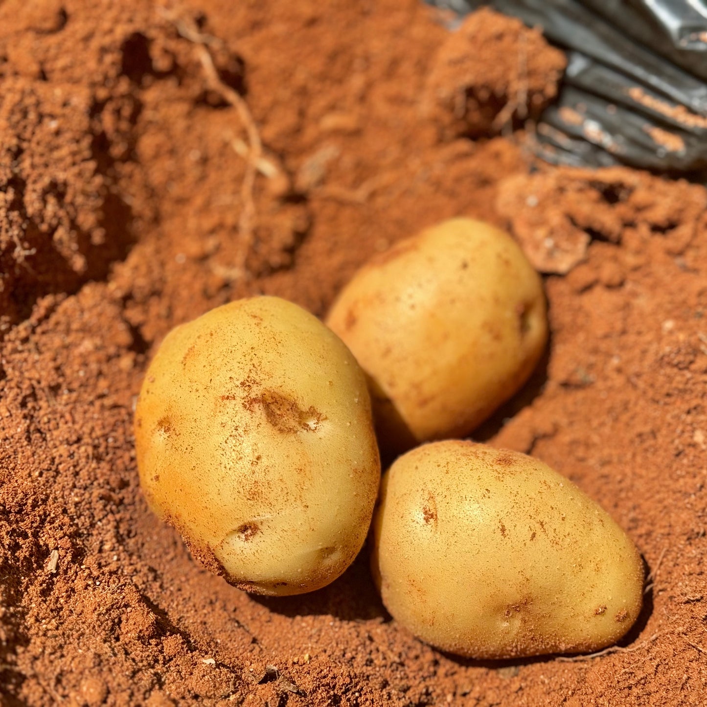 赤土じゃがいも（瀬戸内安芸津産）※11月下旬頃〜配送開始予定
