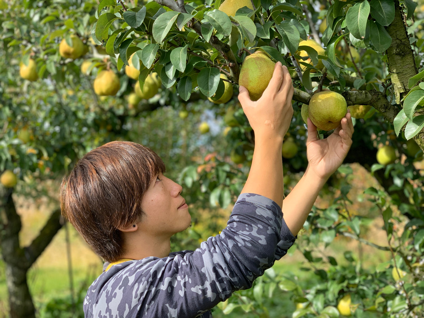 【訳あり】山形県産のラ・フランス※12月10日頃から配送