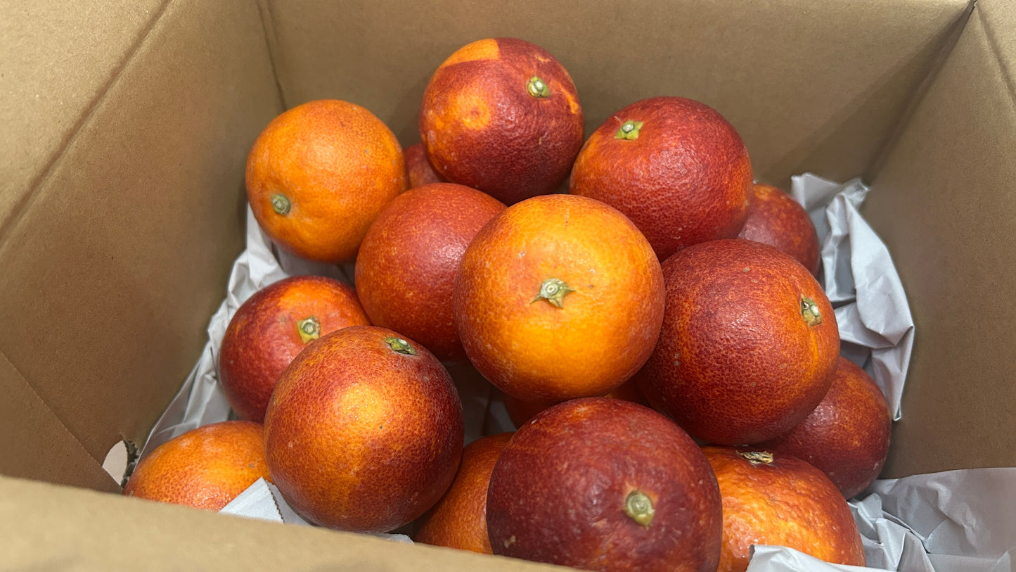 【ラストセール】中島のモロ（ブラッドオレンジ）