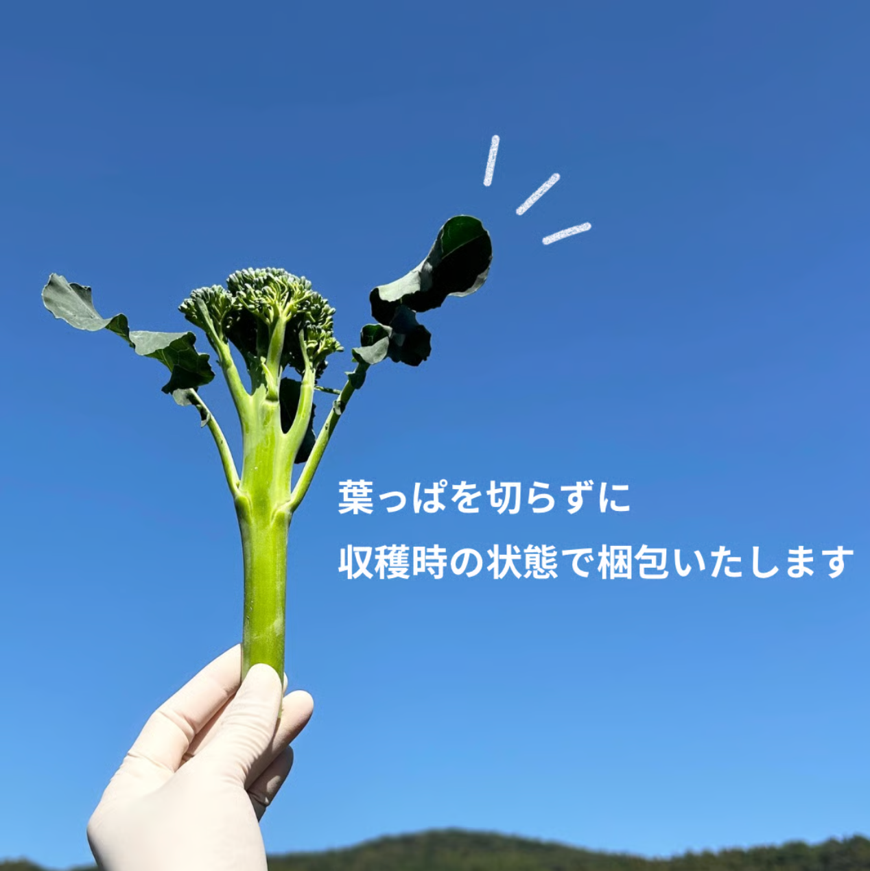 うとさんちのスティックブロッコリー※5月下旬頃〜配送開始予定　