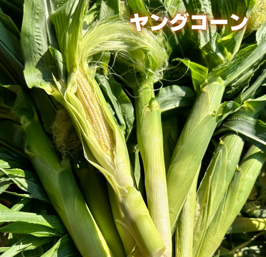 うとさんちのヤングコーン※5月中旬頃〜配送開始予定
