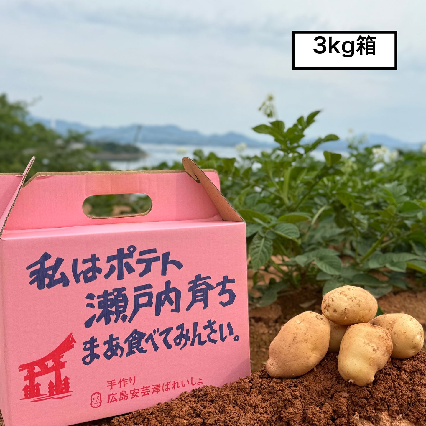 赤土じゃがいも（瀬戸内安芸津産）※11月下旬頃〜配送開始予定