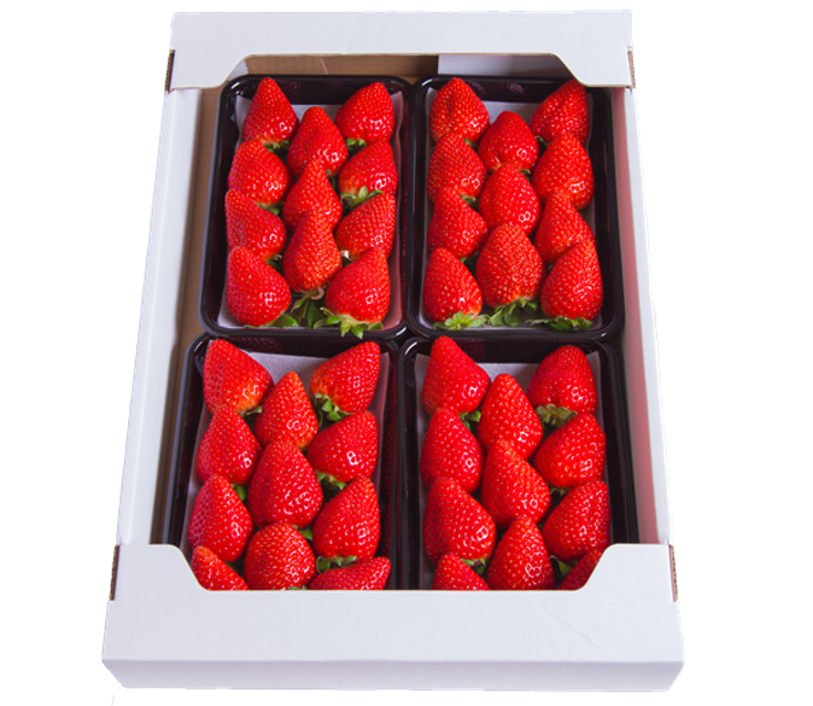 【家庭用】小川さんの章姫（あきひめ）※1月5日頃から配送開始