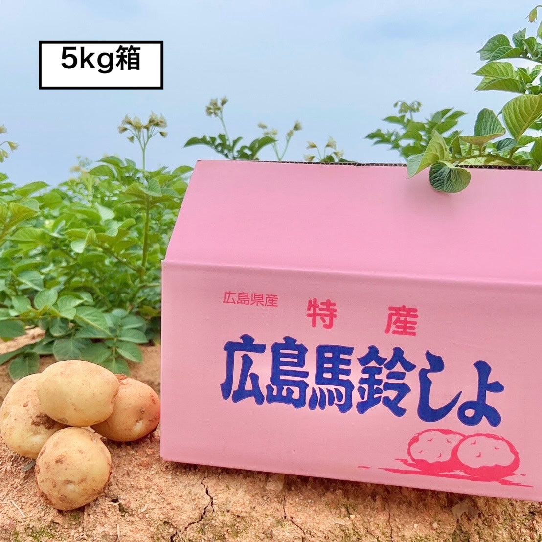 赤土じゃがいも（瀬戸内安芸津産）※11月下旬頃〜配送開始予定