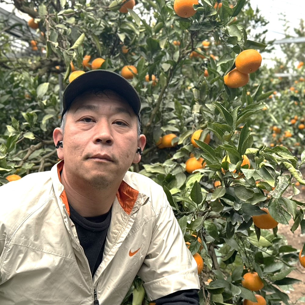 ハウスせとか※3月上旬〜配送開始予定