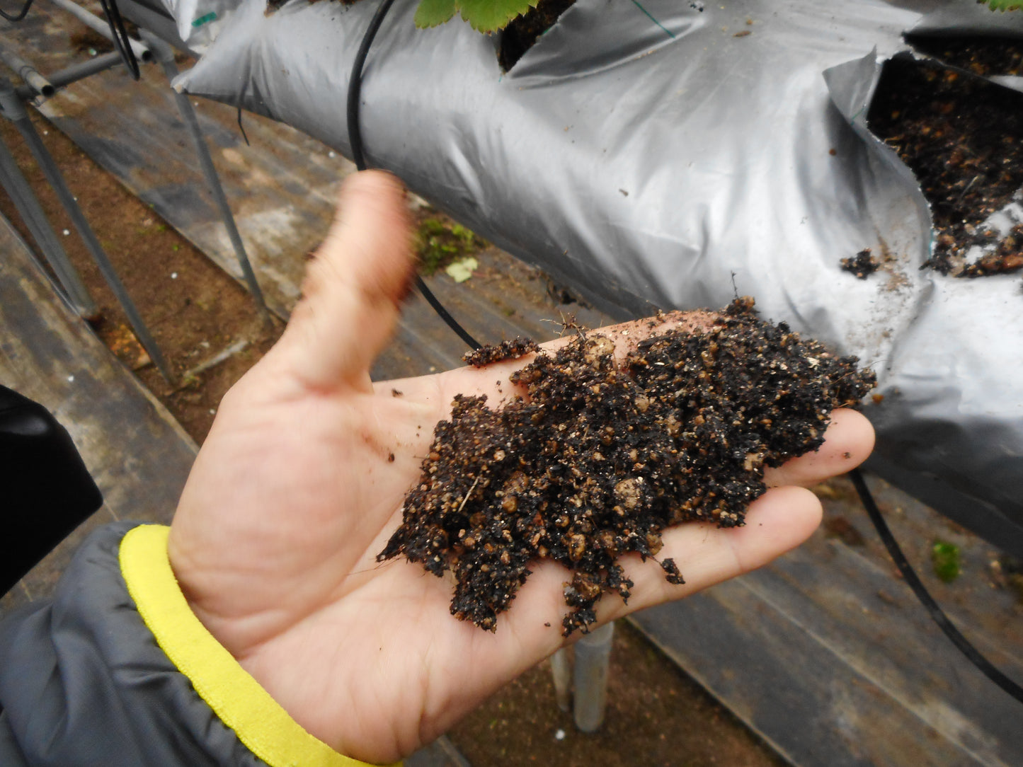 【贈答用】小川さんの紅ほっぺ【年内発送・家庭用】小川さんの章姫（あきひめ）※11月20日頃から配送開始