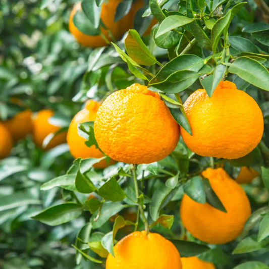 松浦さんの不知火（瀬戸内安芸津産）
