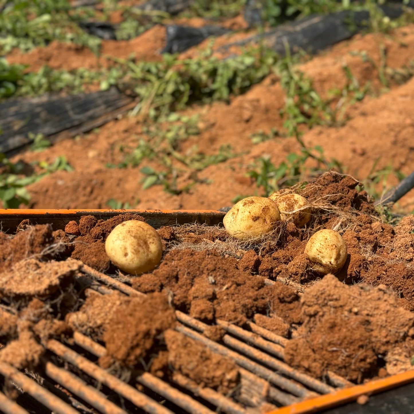 赤土じゃがいも（瀬戸内安芸津産）※11月下旬頃〜配送開始予定