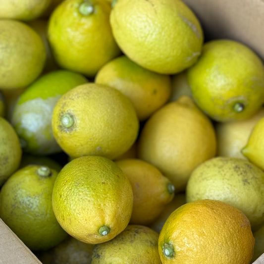 【訳あり】レモン（瀬戸内安芸津産 ）