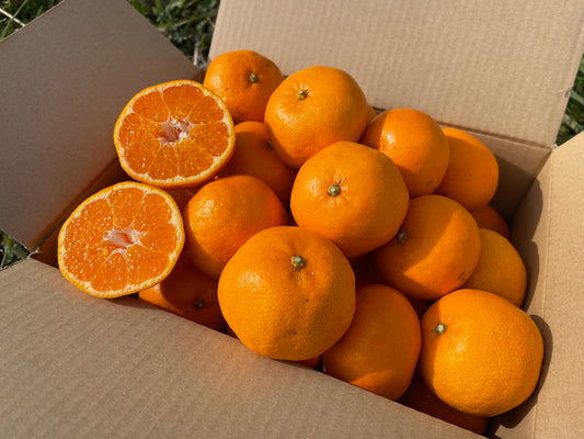 倉本さんの減農薬大津みかん（大崎上島産）※1月6日頃〜配送開始
