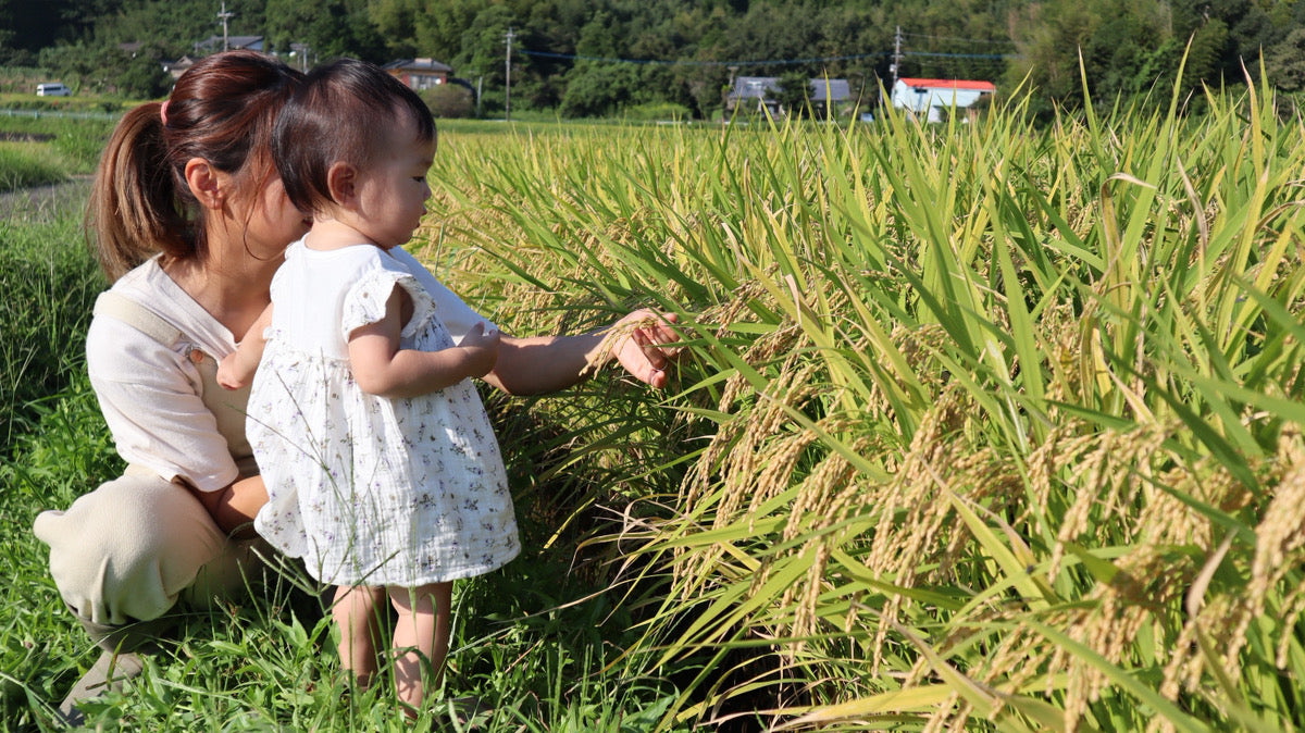 うとさんちのあきほなみ（無洗米）