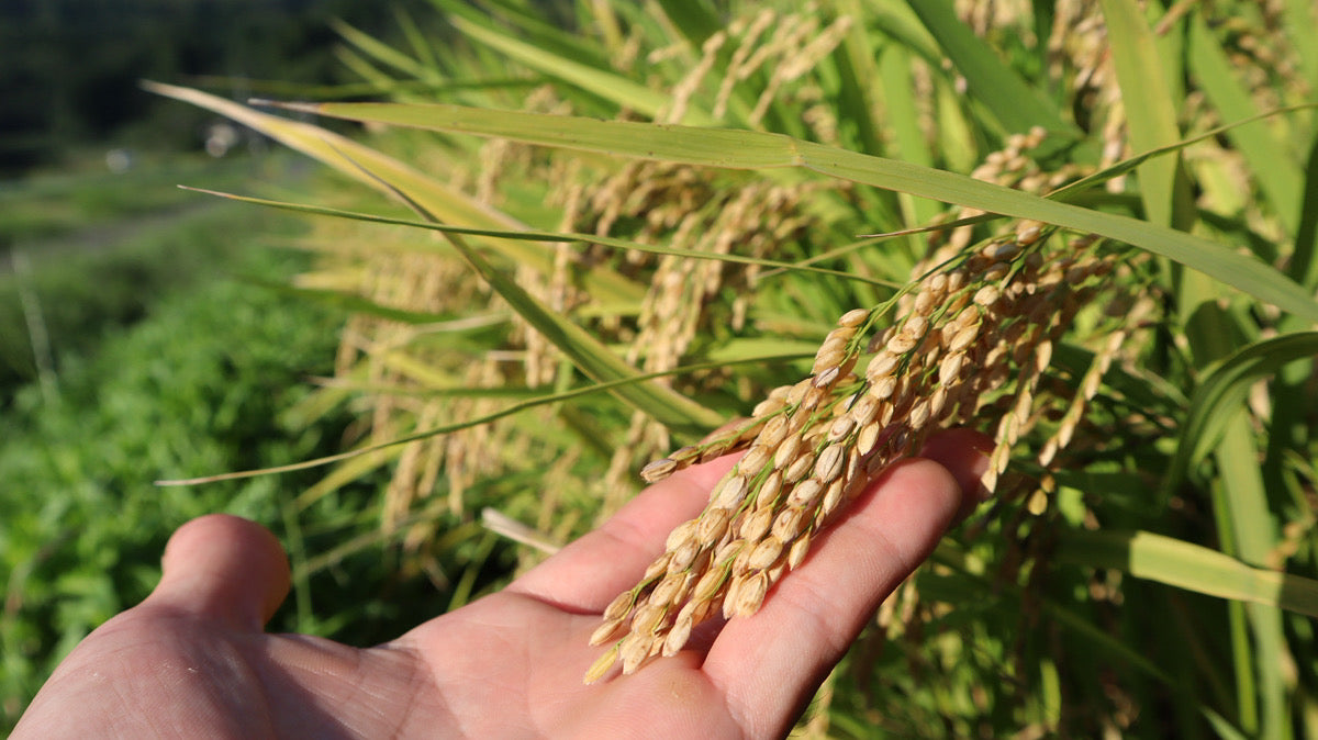うとさんちのヒノヒカリ（無洗米）