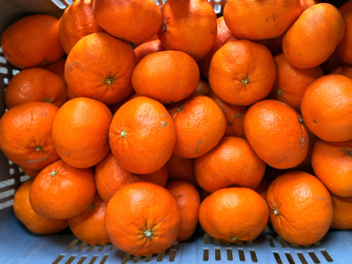 【ラストセール・訳あり】甘平みかん（愛媛県中島産）