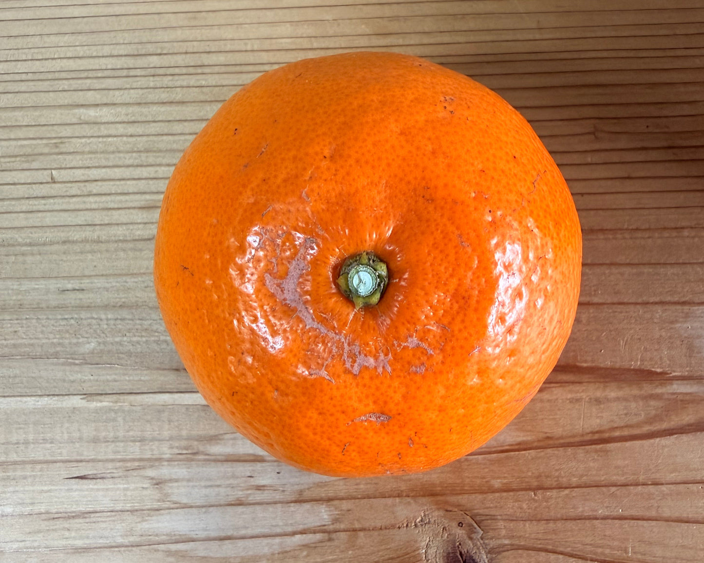 【訳あり】中島のせとか※3月中旬頃〜配送開始予定