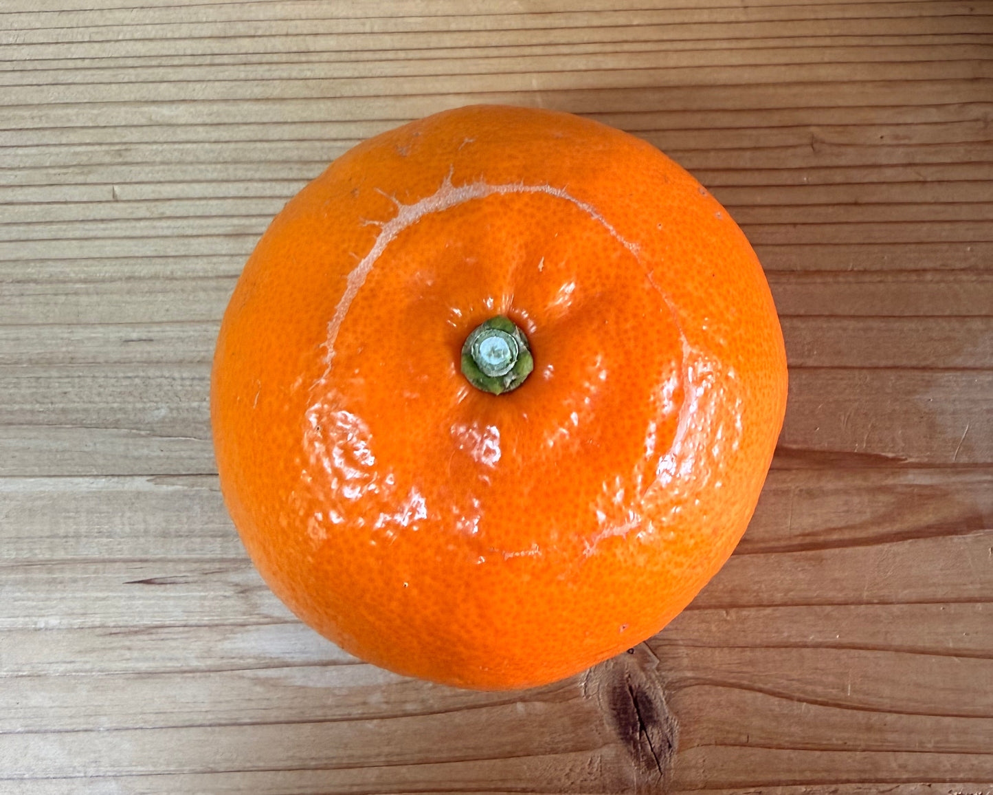 【訳あり】中島のせとか※3月中旬頃〜配送開始予定