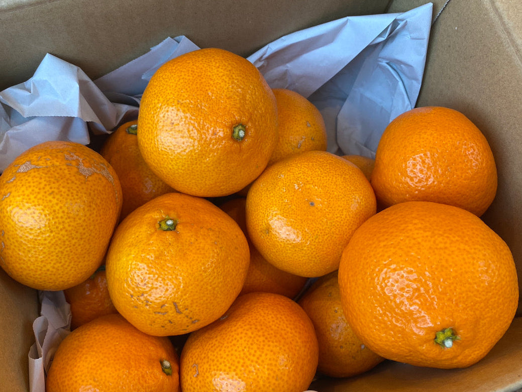 【ラストセール・訳あり】完熟中生みかん（愛媛県中島産）