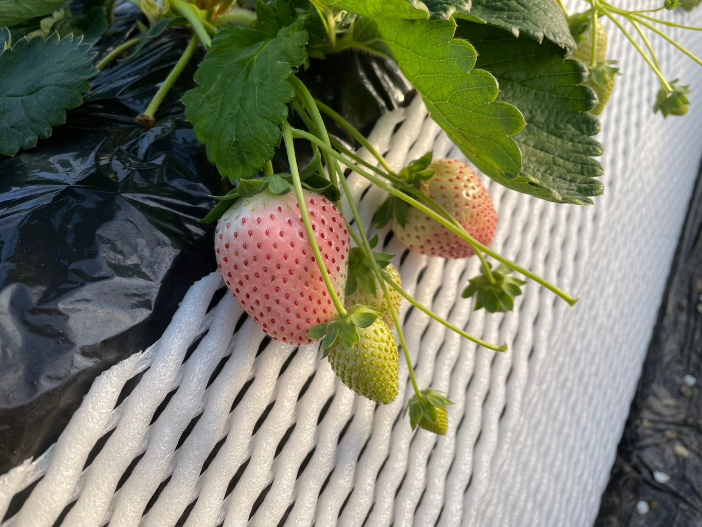 【家庭用】田村さんのいちご紅白セット