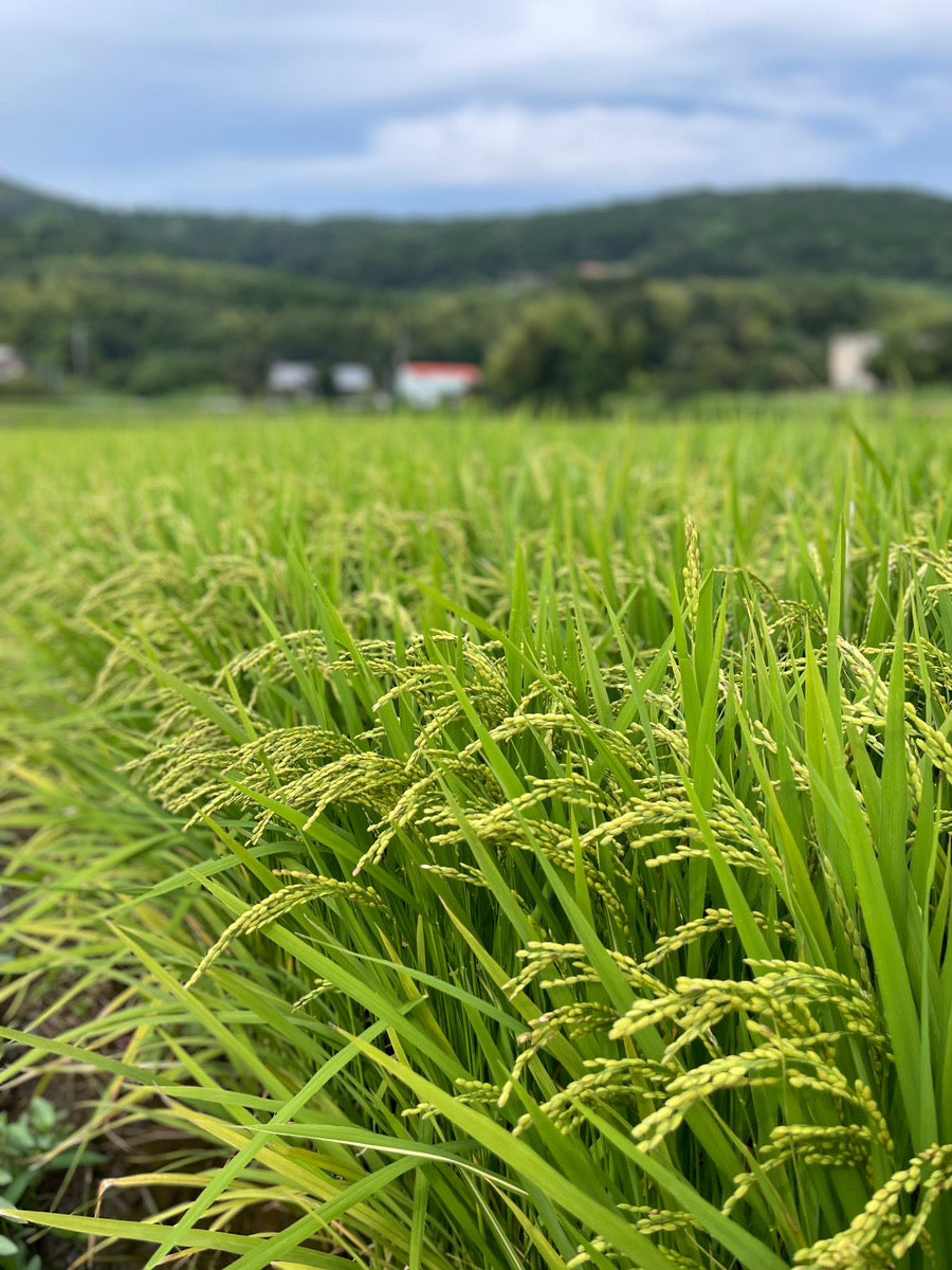 うとさんちのヒノヒカリ（無洗米）
