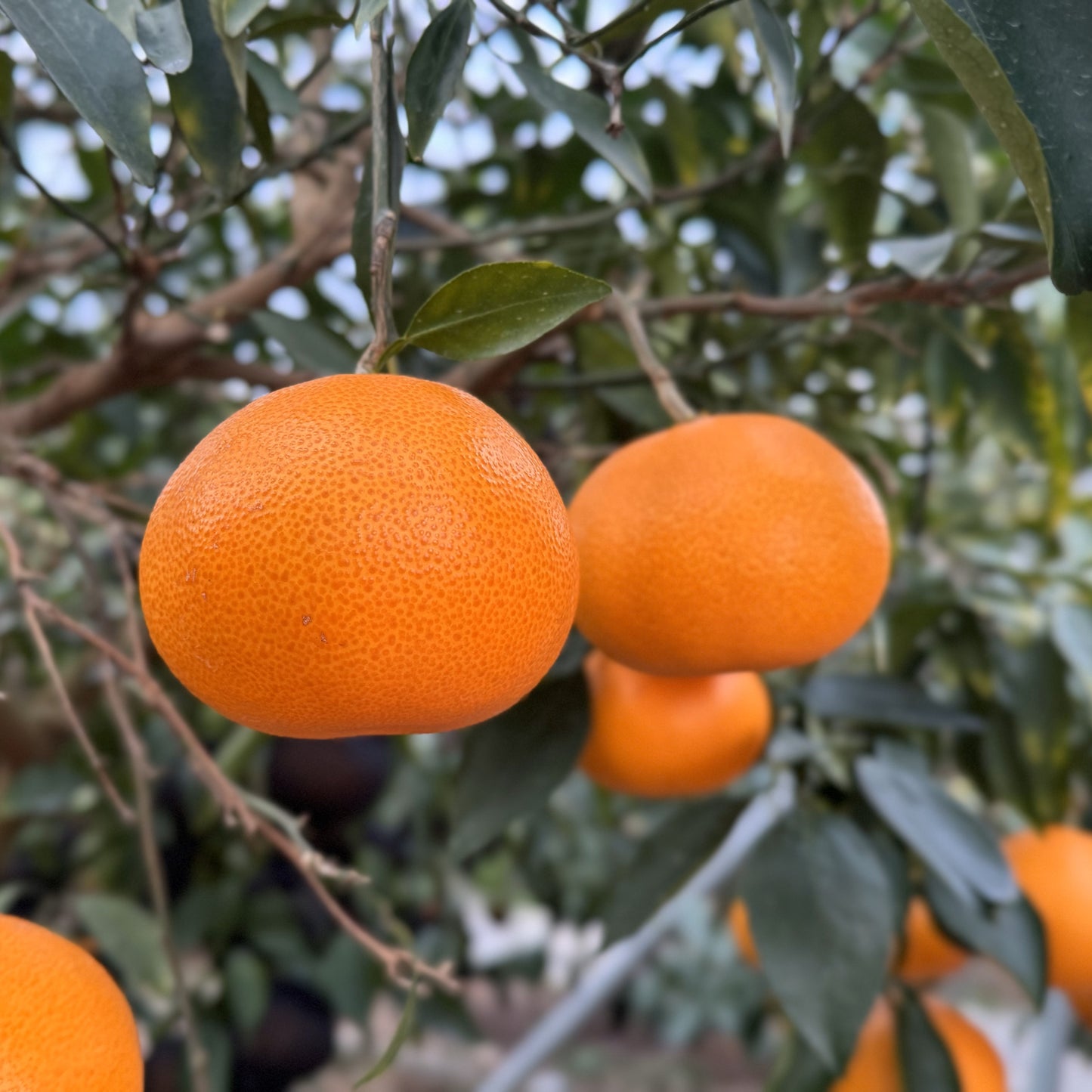 ハウスせとか※3月上旬〜配送開始予定