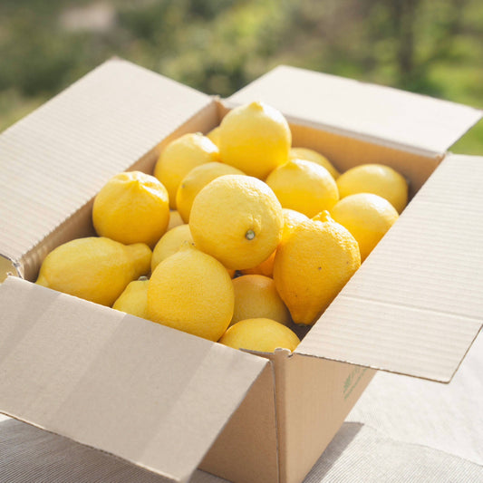完熟レモン（瀬戸内安芸津産）