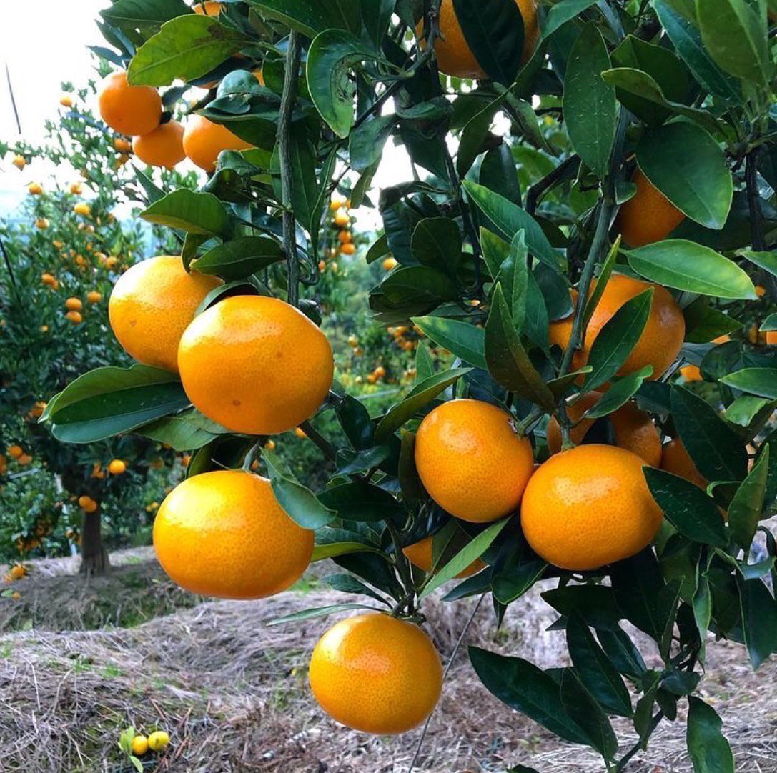 【ラストセール・訳あり】完熟中生みかん（愛媛県中島産）