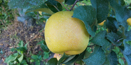 せいちゃんの青林(りんご)