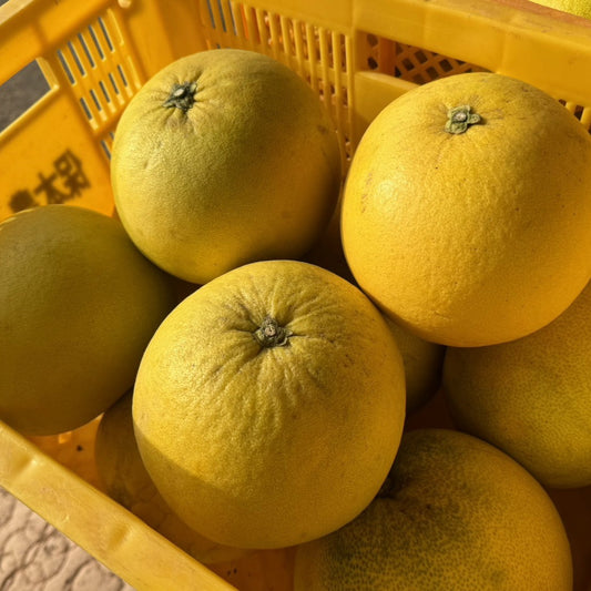 保本さんの晩白柚（瀬戸内安芸津産）※2月上旬頃〜配送開始予定
