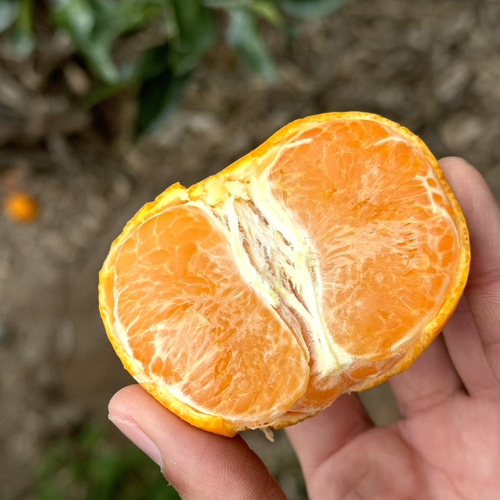 【家庭用・Sサイズ】ハウスせとか※3月上旬頃〜配送開始予定