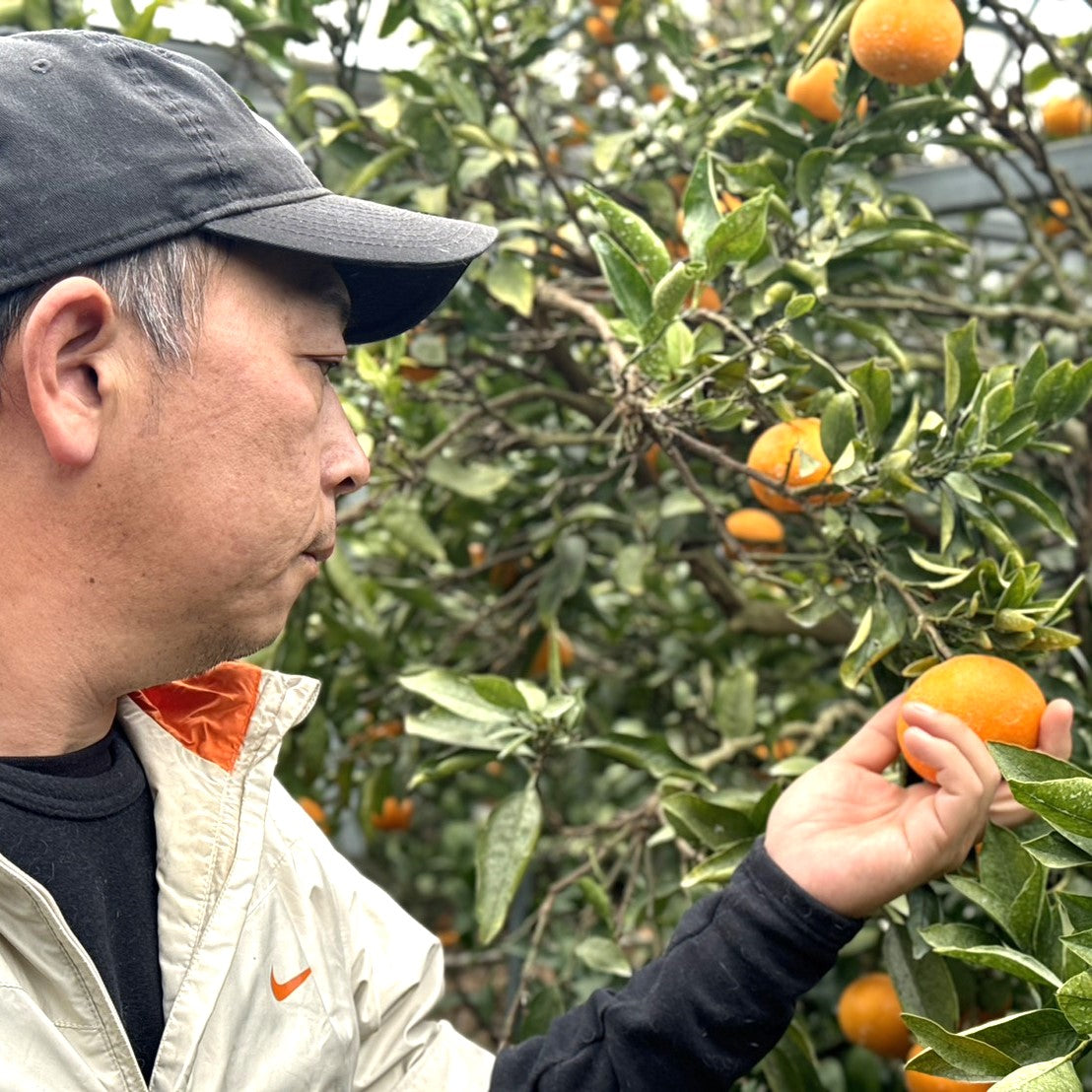 ハウスせとか※3月上旬〜配送開始予定