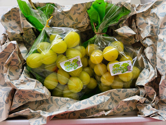 【お試し】福島県産のシャインマスカット