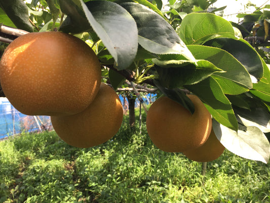 【秀品】村越さんのおまかせ梨２品種食べ比べセット （千葉県産）