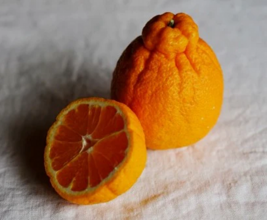 中島の不知火※2月上旬頃〜配送開始予定