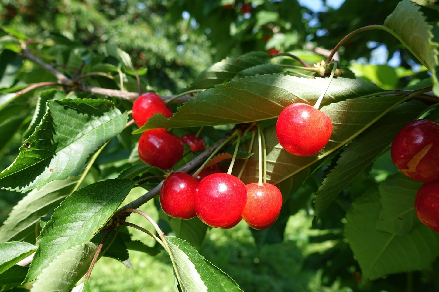 【秀品】山形県産の紅夏錦（さくらんぼ）