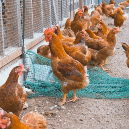 東広島こい地鶏半身セット （もも・むね・ささみ）
