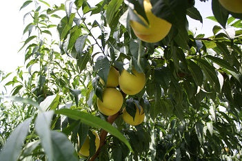 【お試し小粒】ゆうくんのきららの極み