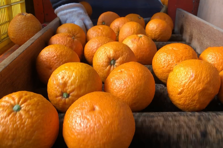 大崎上島の甘夏