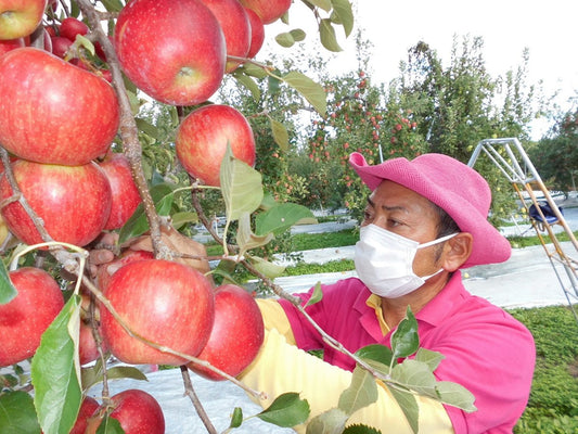 せいちゃんの陽光(りんご)